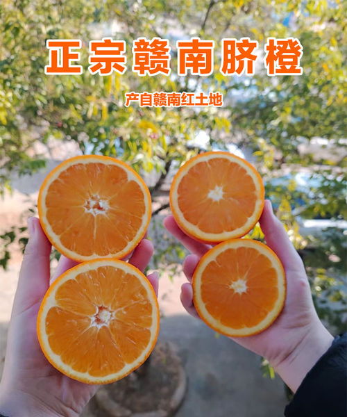贛南臍橙 應(yīng)季鮮果的甜蜜之選