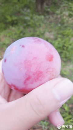 【農(nóng)人直供】酸甜可口，一口咬下當(dāng)季鮮！—— 原產(chǎn)地直發(fā)黃肉紅布林李子品鑒